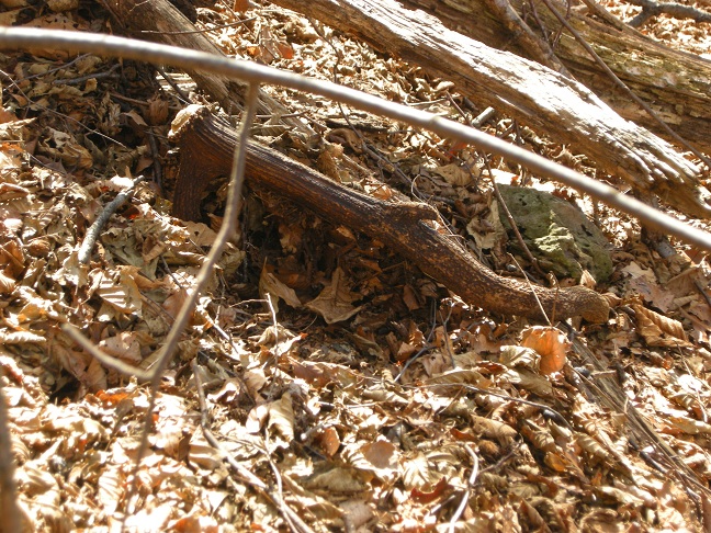 palchi raccolti